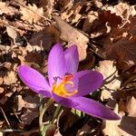 Crocus versicolorBlüte