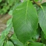 Quercus glauca পাতা