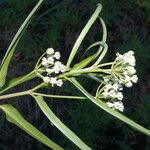 Asclepias woodsoniana Virág