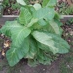 Nicotiana tabacum Lehti