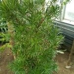 Podocarpus macrophyllus 整株植物