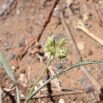 Dactyloctenium radulans Flor