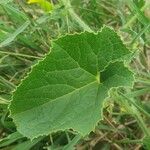 Cucumis dipsaceus Leaf