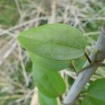 Cocculus orbiculatus Leaf