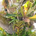 Epidendrum ibaguense عادت داشتن