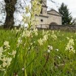 Orchis provincialis Elinympäristö