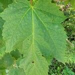 Acer spicatum Blatt