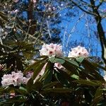 Rhododendron crinigerum Habit