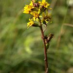 Ligularia sibirica花