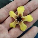 Genipa americana 花