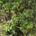 Clethra mexicana Habit