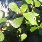 Portulaca oleracea Лист