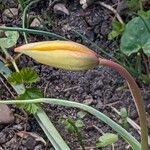 Tulipa sylvestris Flor