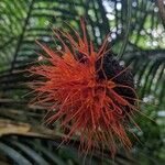 Gurania sinuata Flor