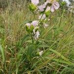 Saponaria officinalisKukka