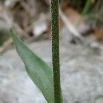 Epipactis microphylla Yaprak
