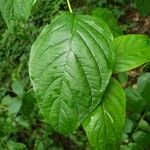 Cephalanthus occidentalis Ліст