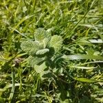 Mentha × rotundifoliaLeaf