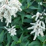 Koenigia polystachya পাতা