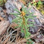 Rhododendron tomentosum Blatt