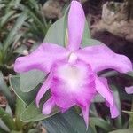 Guarianthe skinneri Flower