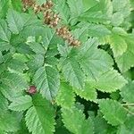 Astilbe glaberrima Лист