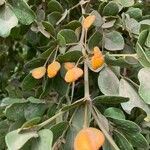 Guaiacum officinale Fruitua