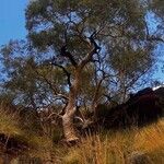 Eucalyptus tereticornis Habit