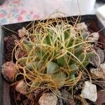 Mammillaria decipiens Foglia