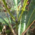 Spiraeanthemum meridionale Fruit