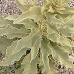 Verbascum niveum List