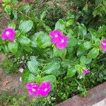 Catharanthus roseus Virág