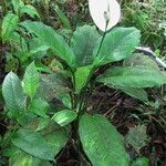 Spathiphyllum montanum Yeri
