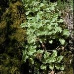 Francoa appendiculata Habitatea