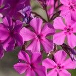 Phlox pilosa Květ