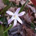 Chionodoxa luciliae 花