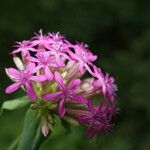 Atocion compactum 花