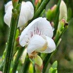 Cytisus multiflorus 花