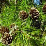 Larix kaempferi फल