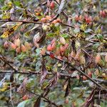 Berberis thomsoniana Habitat