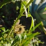 Hibiscus trionum Fruit