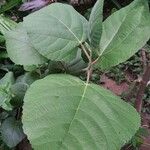 Ficus palmata Φύλλο