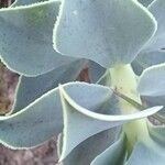 Euphorbia myrsinites Lapas
