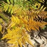 Gymnocarpium dryopteris Folha