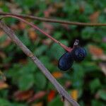 Nyssa sylvatica Fruit