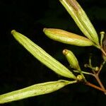 Ferdinandusa panamensis Fruto