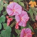 Ipomoea indica 花