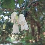 Crinodendron patagua Kvet