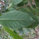 Cestrum aurantiacum Lapas