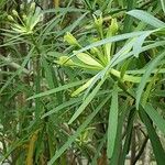 Euphorbia tuckeyana Leaf